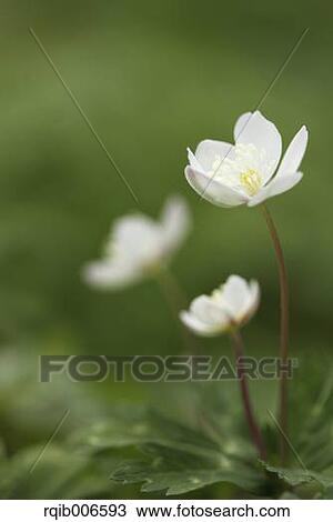 Stock Image - Wind Flower. Fotosearch
