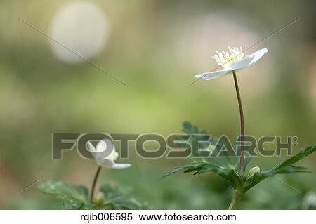 Wind Flower View Large Photo Image Stock Photography - Wind Flower. Fotosearch