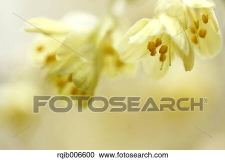 Stock Image - Winter Hazel. Fotosearch