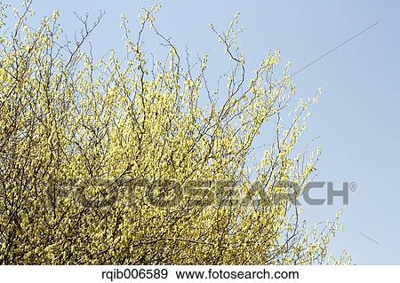Winter Hazel View Large Photo Image Stock Photo - Winter Hazel. Fotosearch