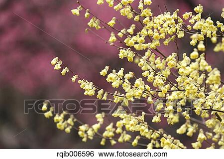 Winter Hazel View Large Photo Image Stock Photograph - Winter Hazel. Fotosearch