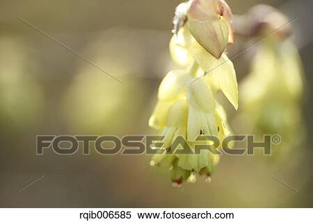 Stock Photography - Winter Hazel. Fotosearch