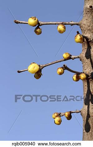 Stock Image - Wintersweet. Fotosearch