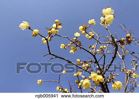 Wintersweet View Large Photo Image Stock Image - Wintersweet. Fotosearch