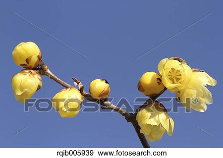 Wintersweet View Large Photo Image Stock Photo - Wintersweet. Fotosearch