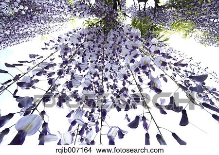 Picture - Wisteria. Fotosearch