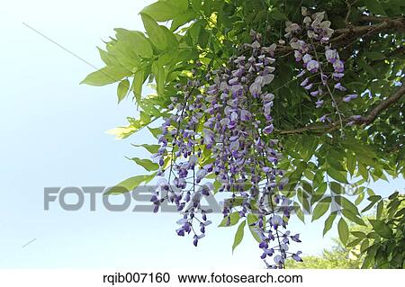 Wisteria View Large Photo Image Stock Image - Wisteria. Fotosearch