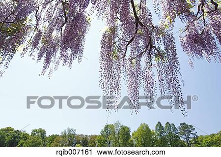 Stock Image - Wisteria. Fotosearch
