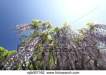 Wisteria View Large Photo Image Stock Image - Wisteria. Fotosearch