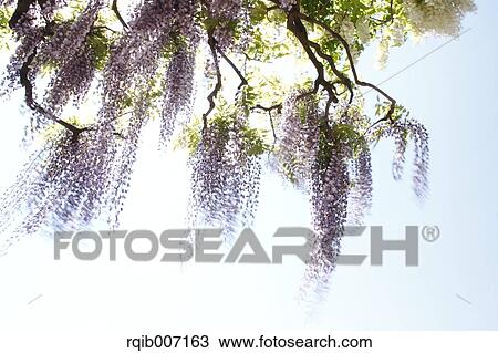 Wisteria View Large Photo Image Stock Image - Wisteria. Fotosearch