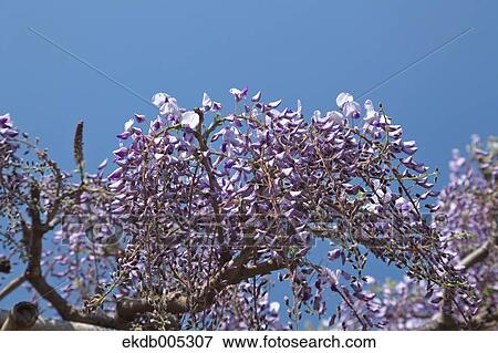 Wisteria View Large Photo Image Stock Photo - Wisteria. Fotosearch