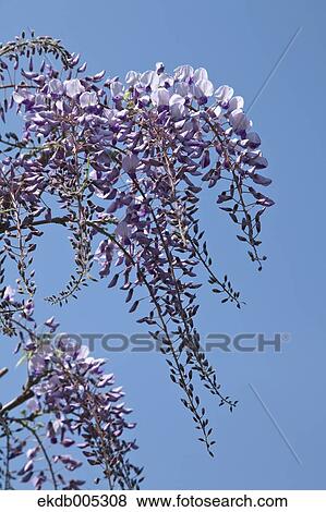 Stock Photo - Wisteria. Fotosearch