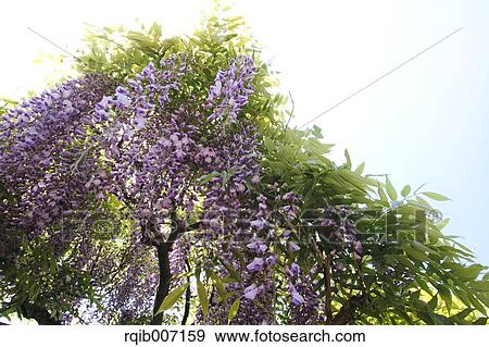 Stock Photo - Wisteria. Fotosearch