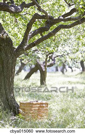 Wooden basket in a park View Large Photo Image Stock Image - Wooden basket in a park. Fotosearch