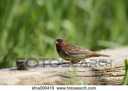 Stock Photo - Yellow Bunting. Fotosearch
