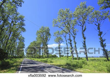 Akita Prefecture, Japan View Large Photo Image Stock Image - Akita Prefecture, Japan. Fotosearch