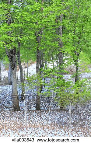 Stock Image - Akita Prefecture, Japan. Fotosearch