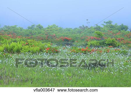 Stock Photo - Akita Prefecture, Japan. Fotosearch