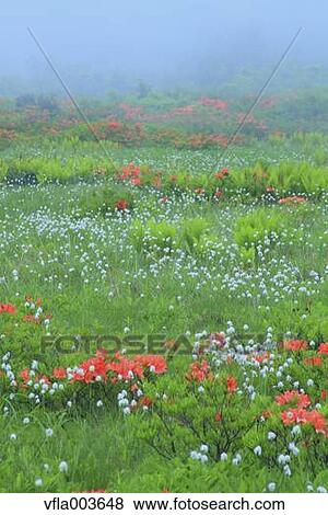 Stock Photo - Akita Prefecture, Japan. Fotosearch