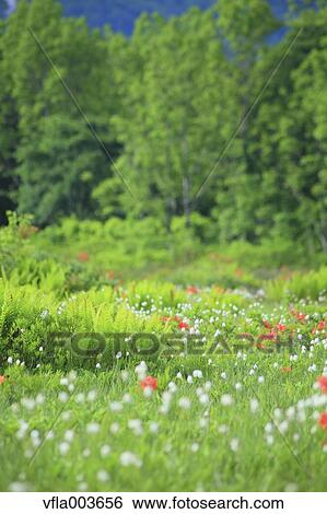 Stock Photograph - Akita Prefecture, Japan. Fotosearch