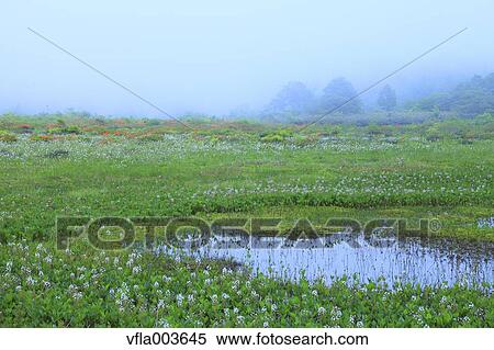 Akita Prefecture, Japan View Large Photo Image Stock Photography - Akita Prefecture, Japan. Fotosearch