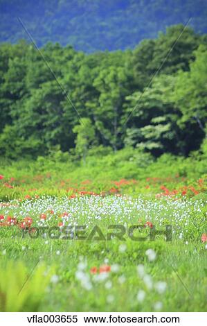 Stock Photography - Akita Prefecture, Japan. Fotosearch