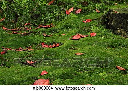 Autumn leaves and moss View Large Photo Image Picture - Autumn leaves and moss. Fotosearch