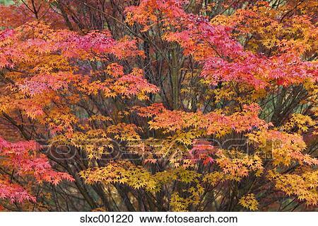 Autumn leaves View Large Photo Image Stock Image - Autumn leaves. Fotosearch