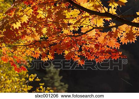 Autumn leaves View Large Photo Image Stock Photograph - Autumn leaves. Fotosearch