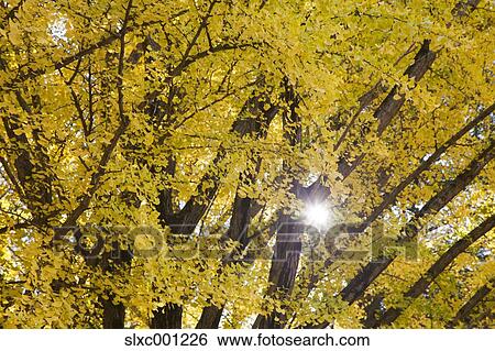 Stock Photograph - Autumn leaves. Fotosearch
