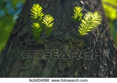 Stock Image - Bald Cypress. Fotosearch