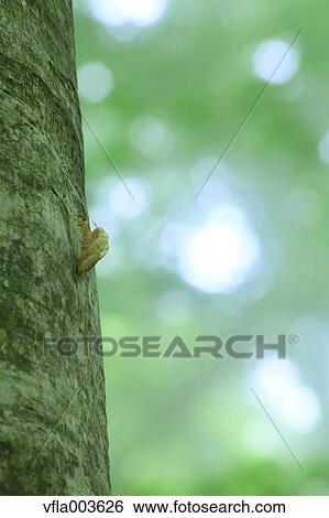 Stock Photograph - Balm cricket on a tree. Fotosearch