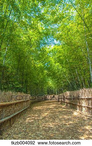 Bamboo forest, Aichi Prefecture, Japan View Large Photo Image Stock Image - Bamboo forest, Aichi Prefecture, Japan. Fotosearch