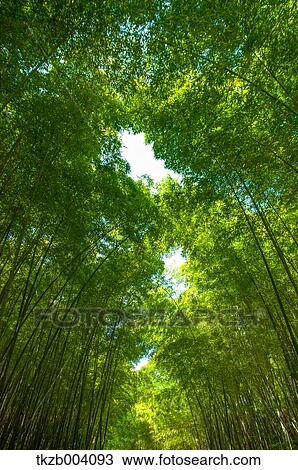 Bamboo forest, Aichi Prefecture, Japan View Large Photo Image Stock Image - Bamboo forest, Aichi Prefecture, Japan. Fotosearch