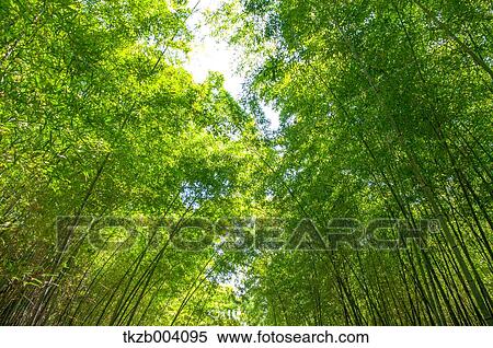 Bamboo forest, Aichi Prefecture, Japan View Large Photo Image Stock Photography - Bamboo forest, Aichi Prefecture, Japan. Fotosearch