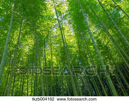 Bamboo Forest View Large Photo Image Stock Image - Bamboo Forest. Fotosearch