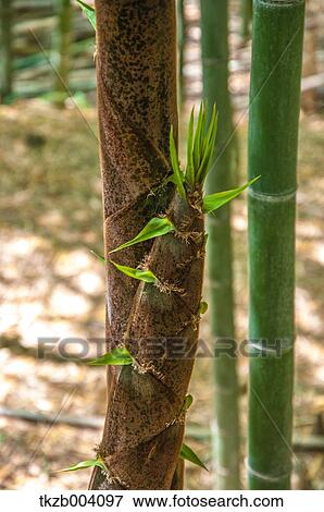 Bamboo Shoot View Large Photo Image Stock Photo - Bamboo Shoot. Fotosearch