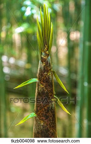 Bamboo Shoot View Large Photo Image Stock Photo - Bamboo Shoot. Fotosearch