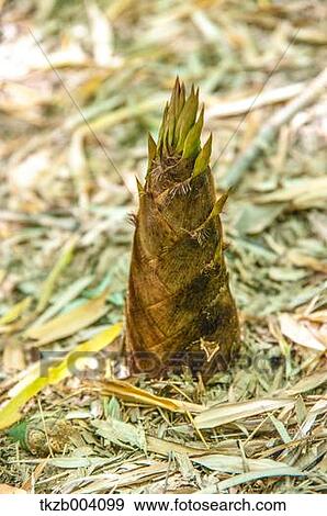 Bamboo Shoot View Large Photo Image Stock Photo - Bamboo Shoot. Fotosearch