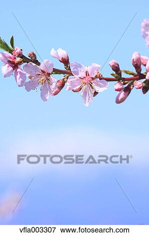 Blooming flowers View Large Photo Image Stock Photo - Blooming flowers. Fotosearch