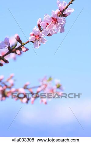 Blooming flowers View Large Photo Image Stock Photo - Blooming flowers. Fotosearch