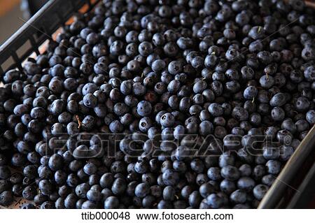 Blueberries View Large Photo Image Stock Photo - Blueberries. Fotosearch