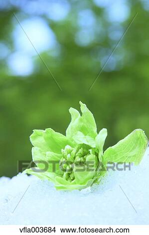 Picture - Butterbur Sprout. Fotosearch