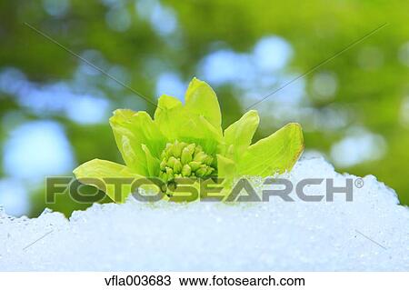 Stock Image - Butterbur Sprout. Fotosearch