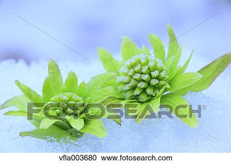 Stock Image - Butterbur Sprouts. Fotosearch