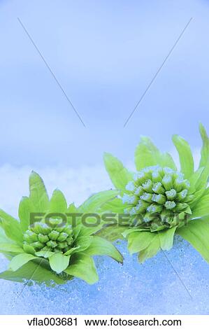 Butterbur Sprouts View Large Photo Image Stock Image - Butterbur Sprouts. Fotosearch