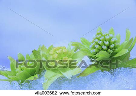 Butterbur Sprouts View Large Photo Image Stock Image - Butterbur Sprouts. Fotosearch