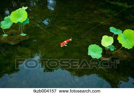 Stock Photo - Carp and leaves in a pond. Fotosearch
