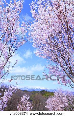Cherry blossoms View Large Photo Image Picture - Cherry blossoms. Fotosearch