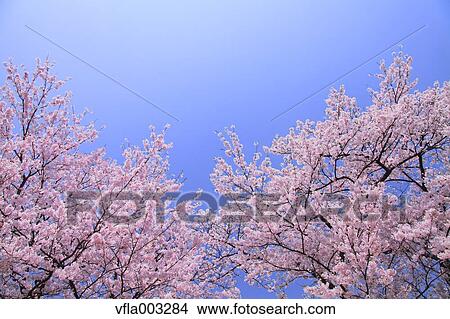Cherry blossoms View Large Photo Image Picture - Cherry blossoms. Fotosearch
